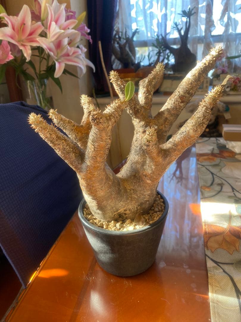 希少 イノピナツム多頭 大 現地球