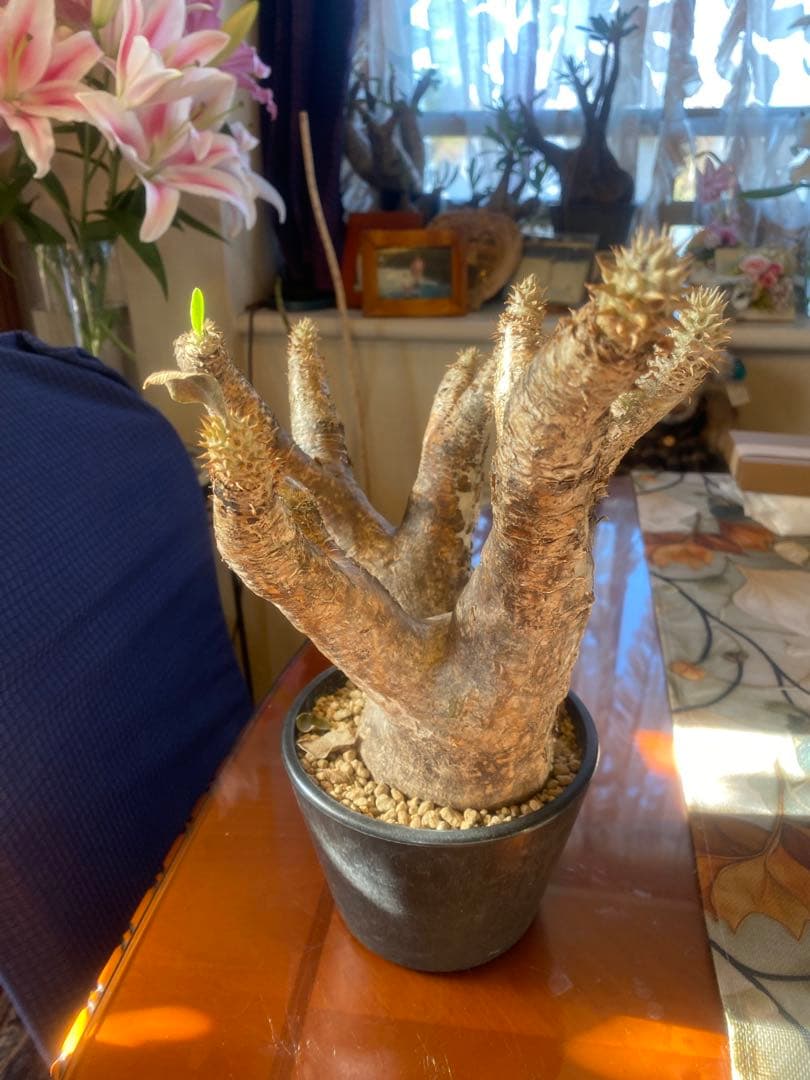 希少 イノピナツム多頭 大 現地球