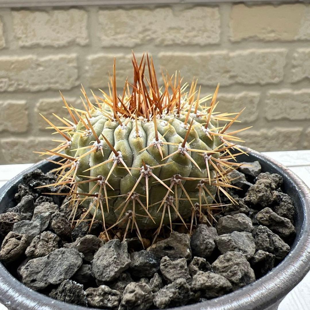 コピアポア　コルムナアルバ　孤竜丸　強棘　台付　発根済み