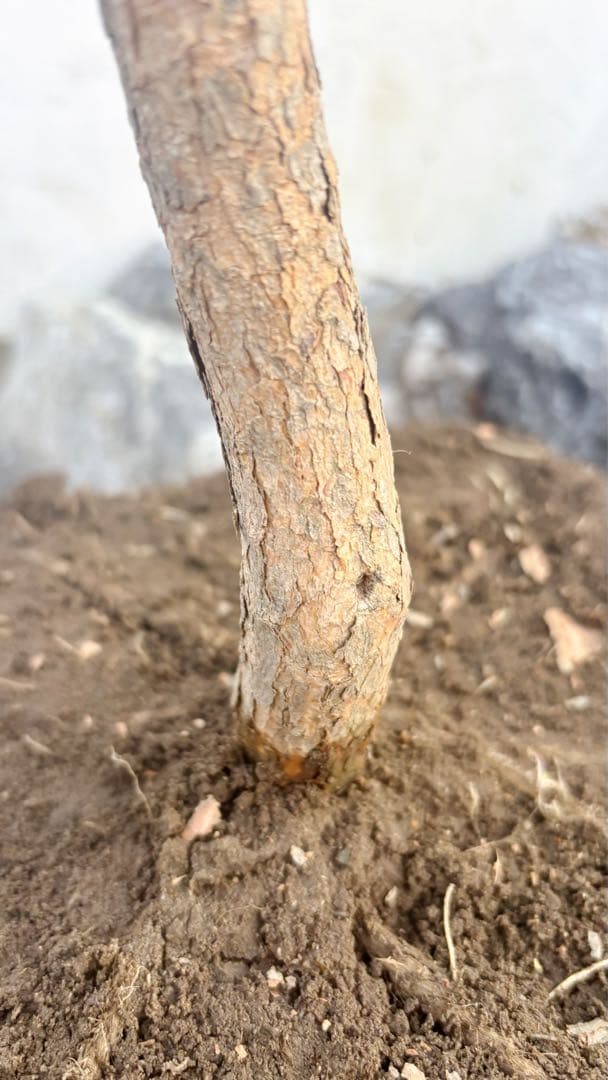 saTOshiおまとめリクエスト仕立てフェイジョア1.6M(鉢底から品番D