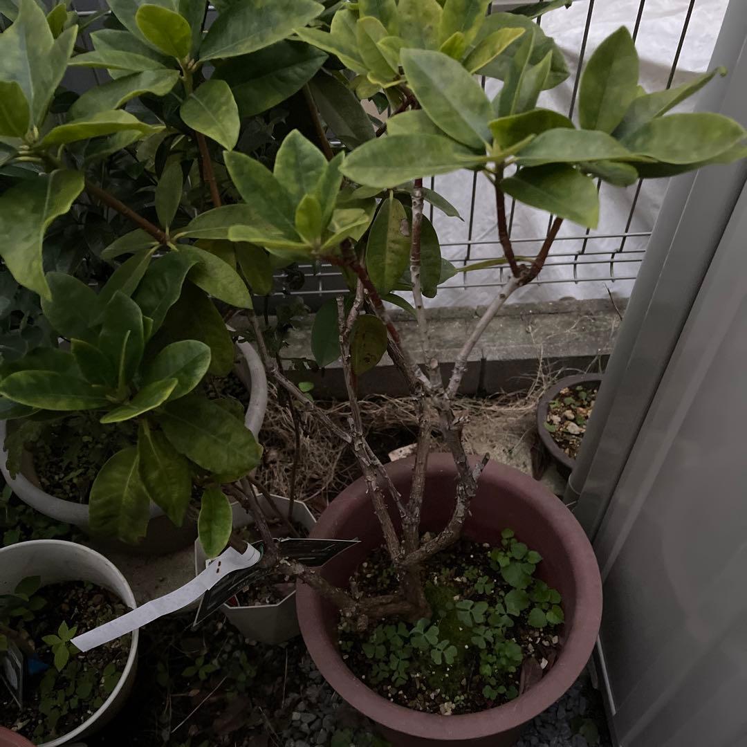 西洋シャクナゲ　石楠花 9号鉢　蕾付き　5年生