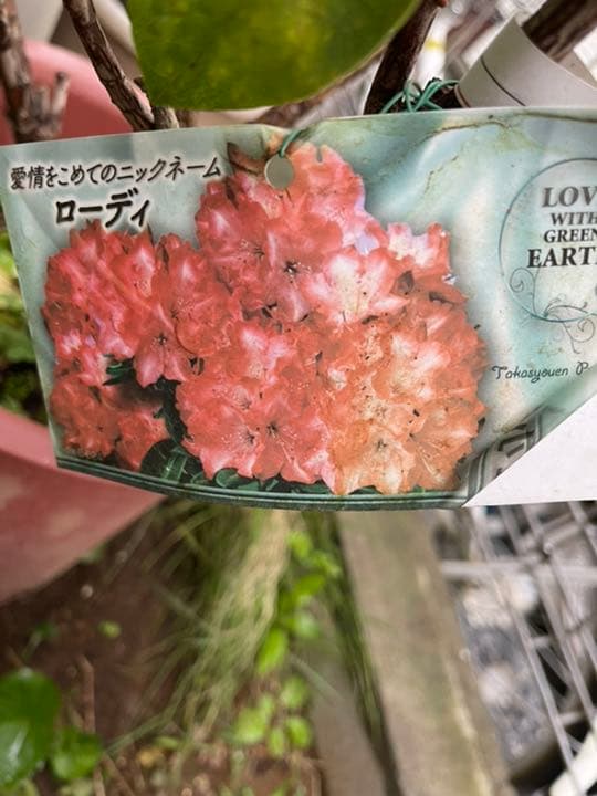 西洋シャクナゲ　石楠花 9号鉢　蕾付き　5年生