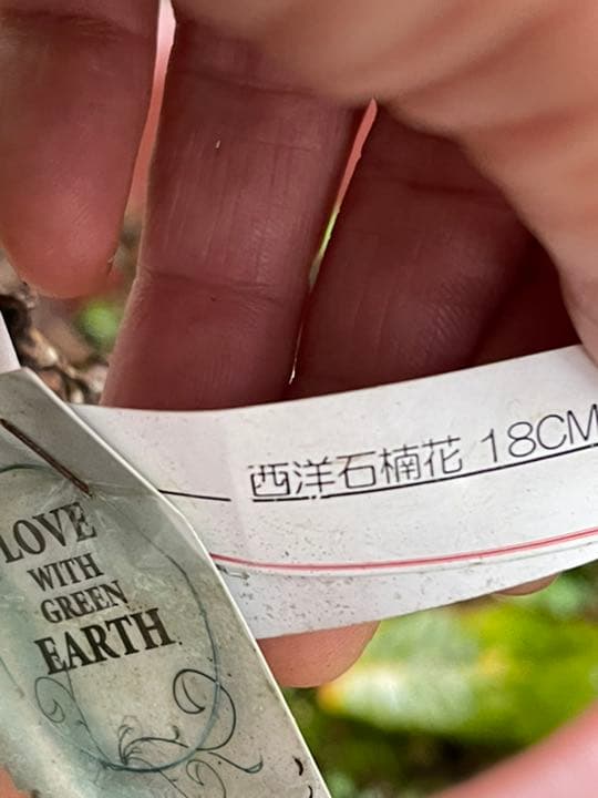 西洋シャクナゲ　石楠花 9号鉢　蕾付き　5年生