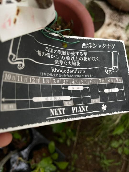 西洋シャクナゲ　石楠花 9号鉢　蕾付き　5年生