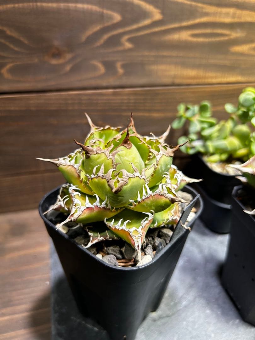 アガベ　フィリグリー　中株