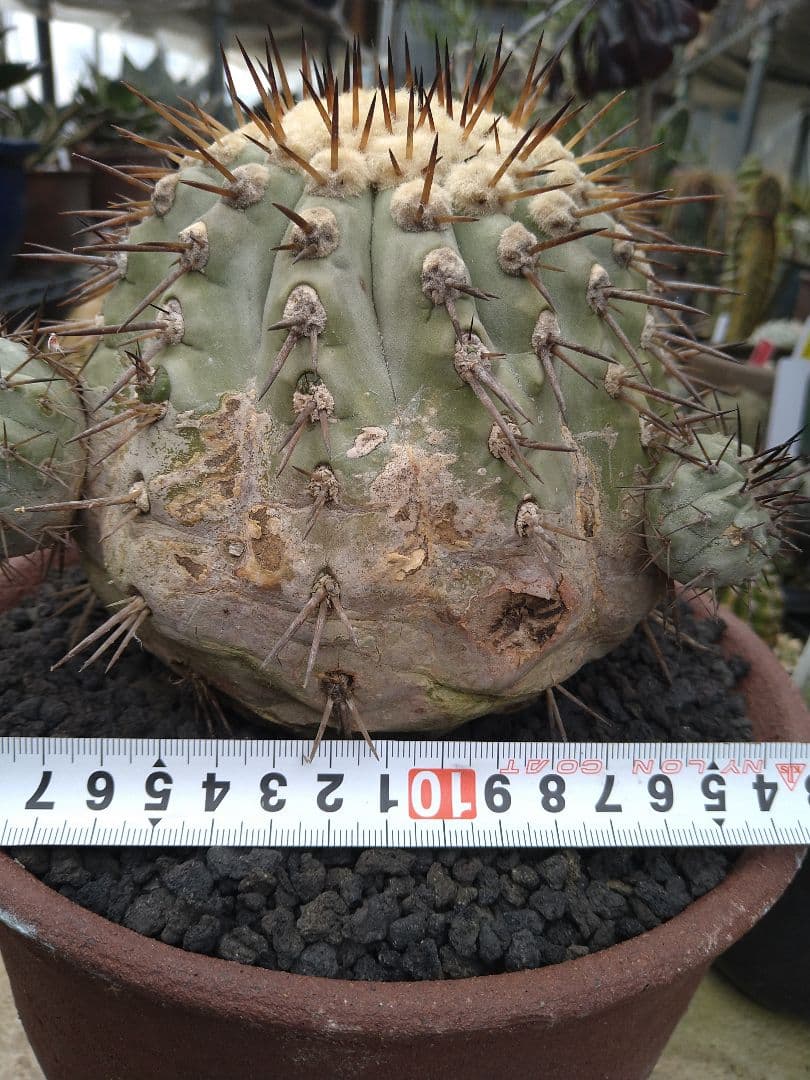 コピアポア　黒王丸　子付き　台付？