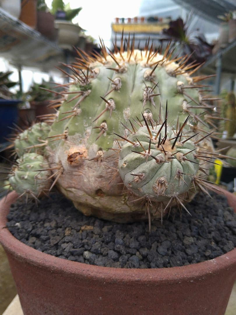 コピアポア　黒王丸　子付き　台付？