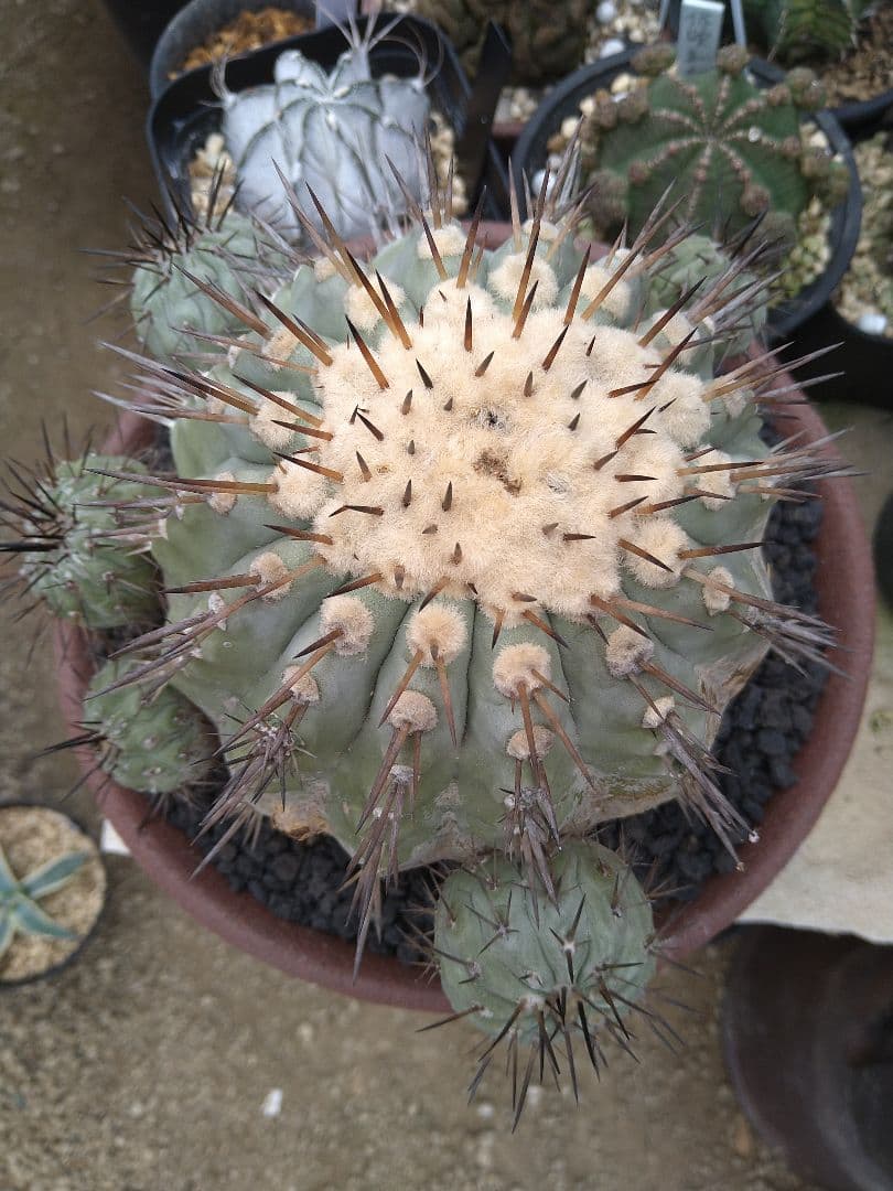 コピアポア　黒王丸　子付き　台付？