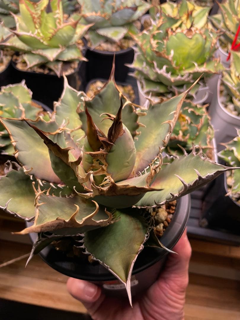 チタノタブルー　実生　特選