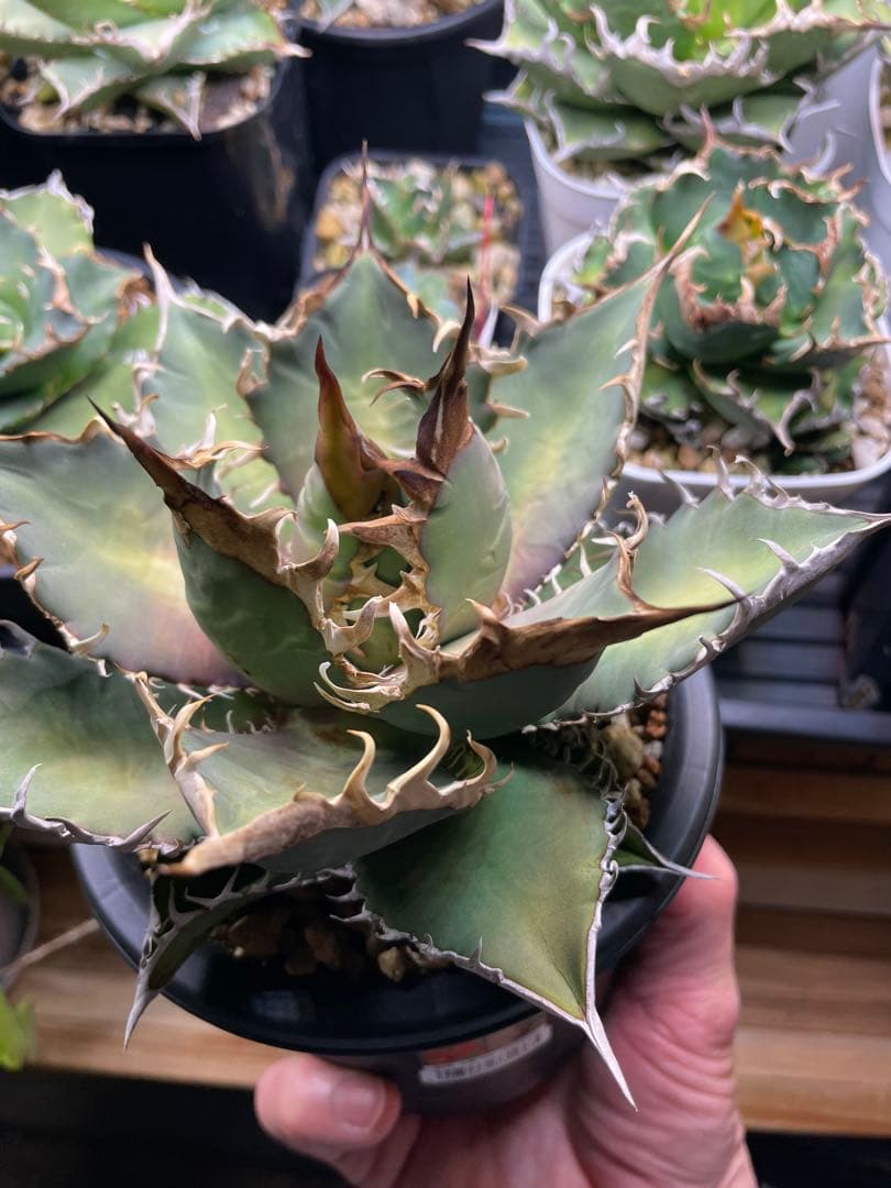 チタノタブルー　実生　特選