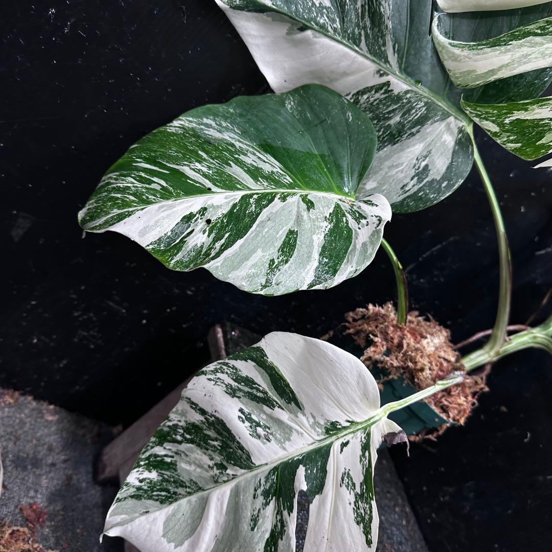 S*T様 斑入りモンステラ ホワイトタイガー極美大株69cm白斑多