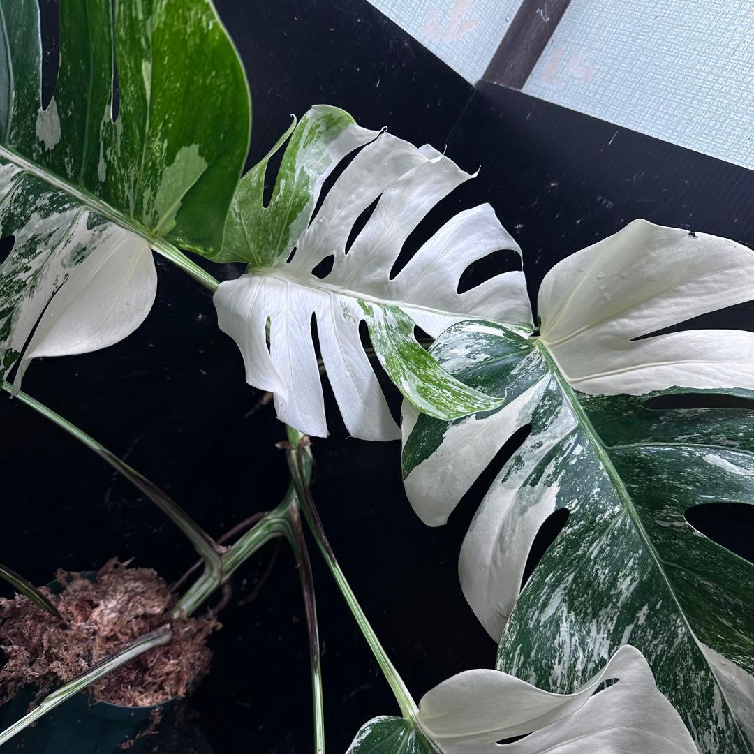 S*T様 斑入りモンステラ ホワイトタイガー極美大株69cm白斑多