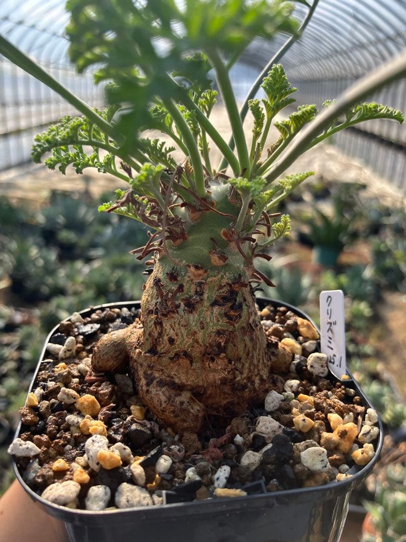 ペラルゴニウム　クリズミフォリウム　実生