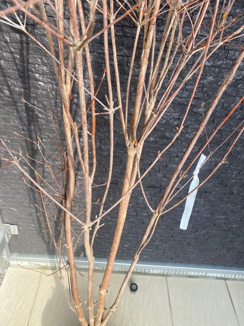 ドウダンツツジ　樹高H1.6m