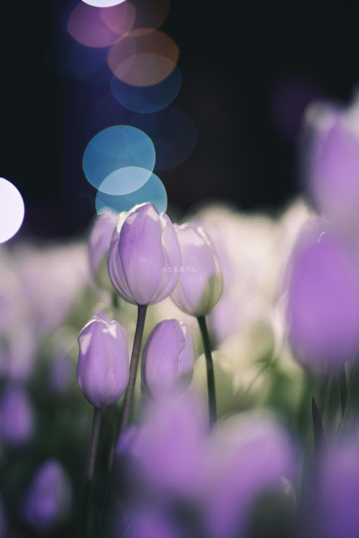 OH済！ポートレートに！CONTAX Planar 85mm F1.4 AEG