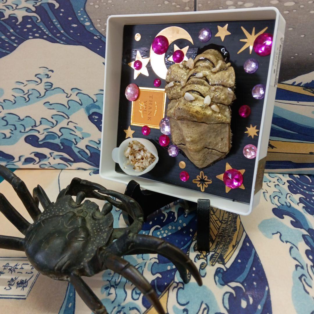 稀少レア四国太平洋沖深海生物タカアシガニふんどし腹リアル凹凸標本置物コレクション