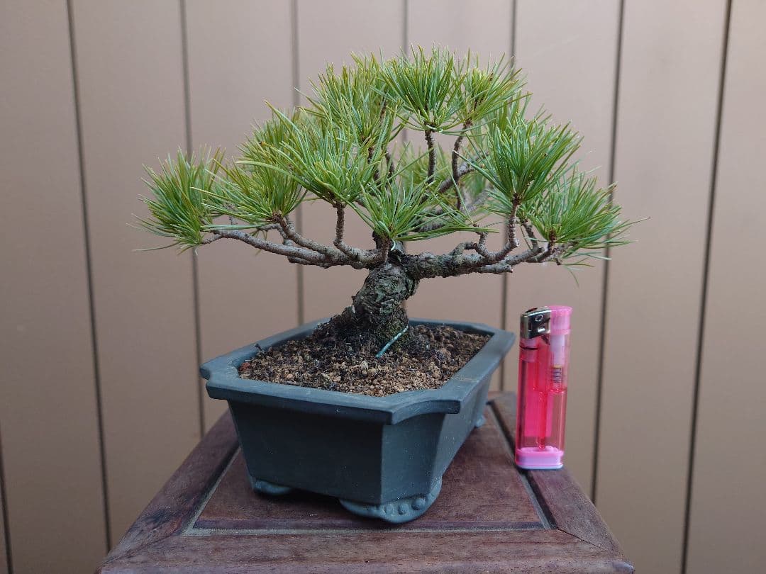 盆栽　五葉松　樹高12cm