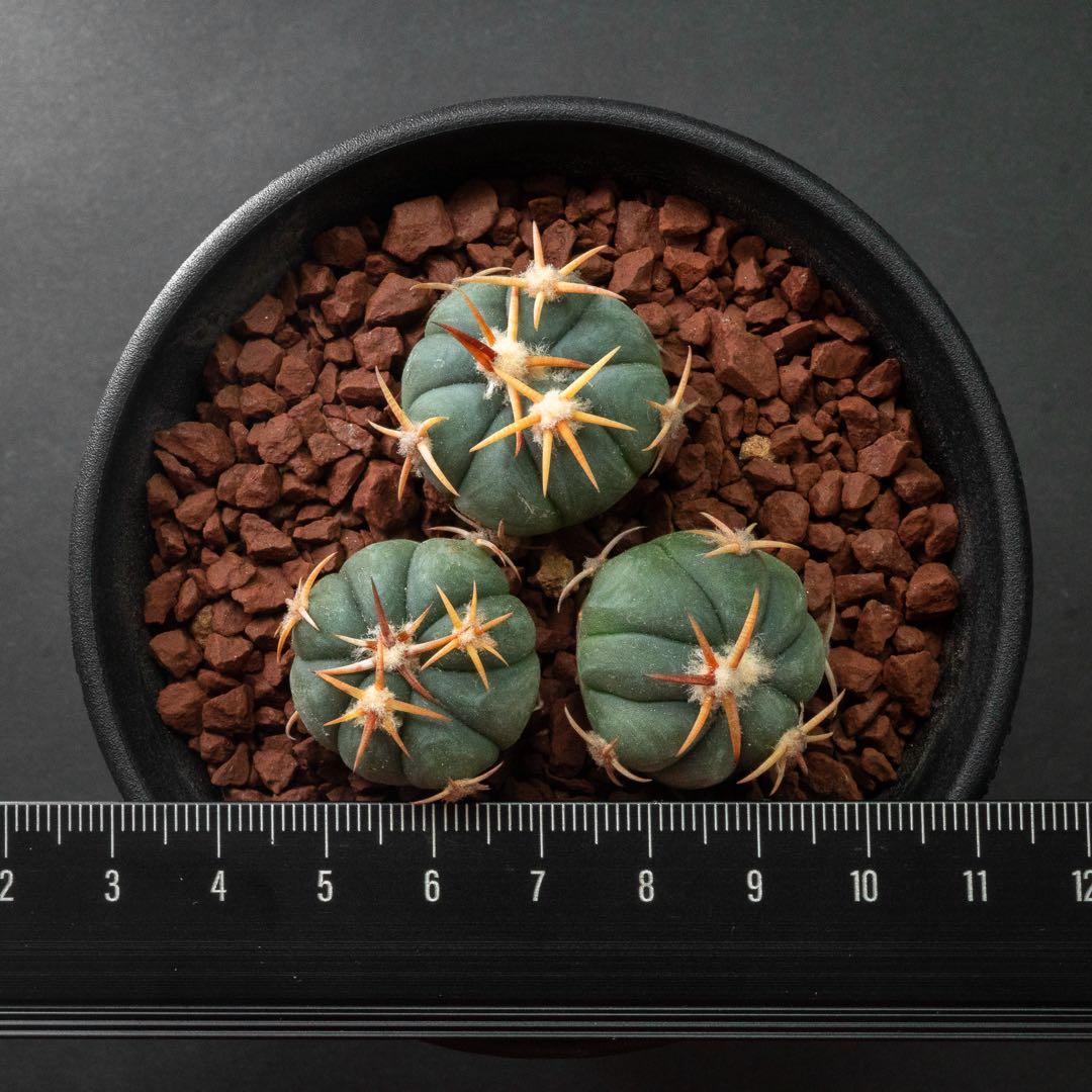 白刺 翠平丸 （実生） エキノカクタス 旧ホマロケファラ #216