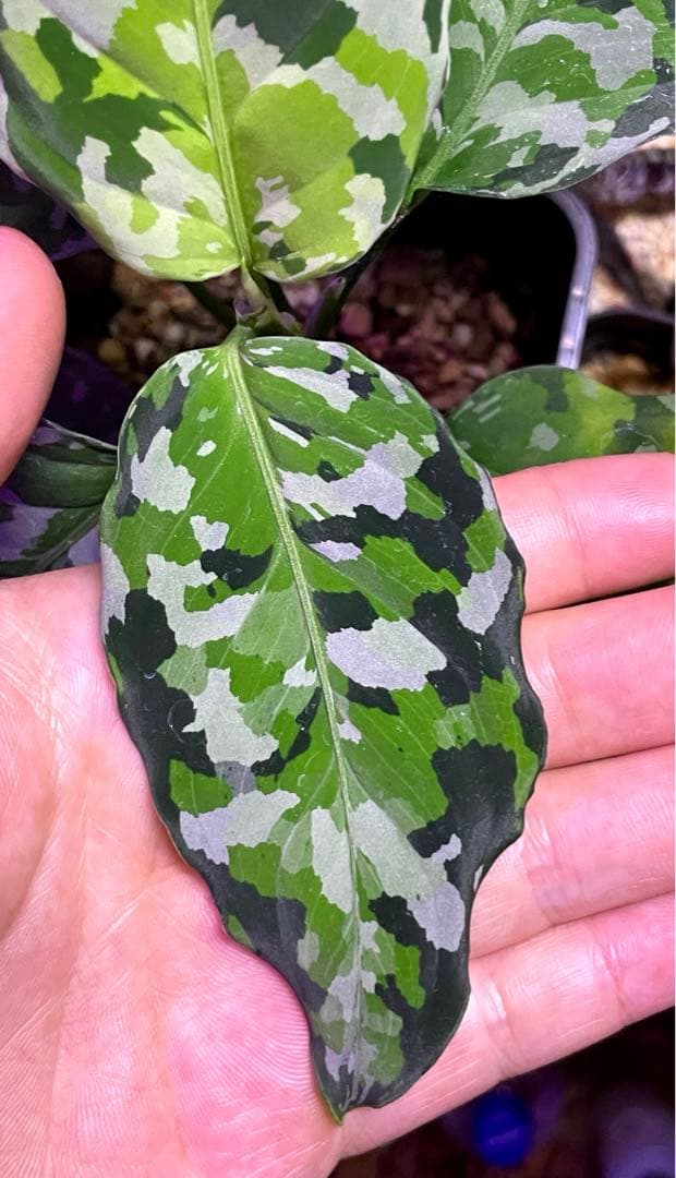 Aglaonema Pictumアンダマン.ナチュラ ポートブレア