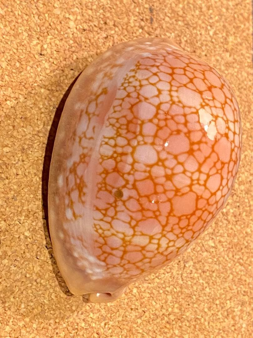 サラサタカラガイ　特大　85.1ミリ