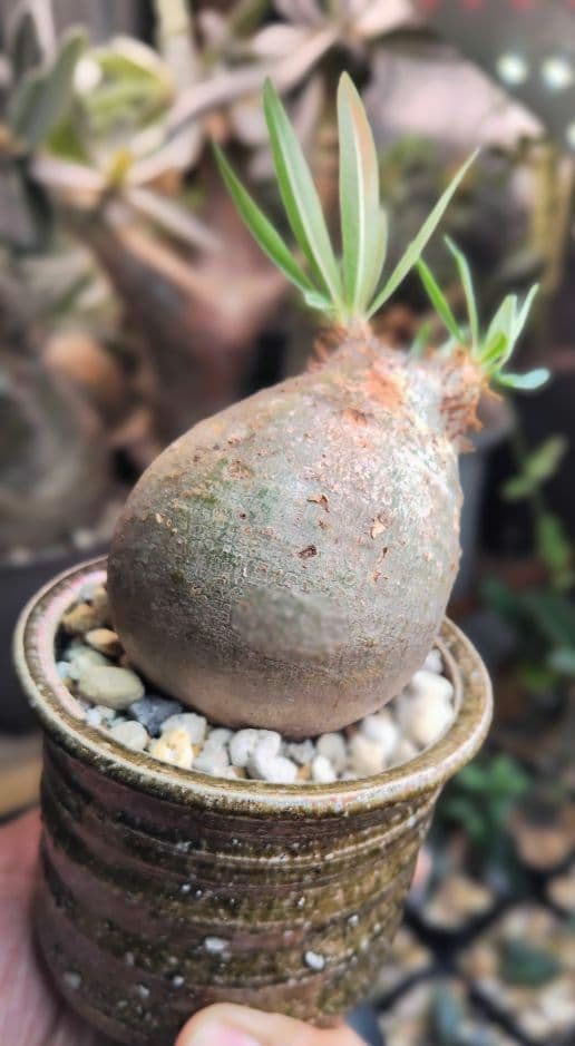 【発根済】グラキリス　良形　手乗り丸グラ　極上株　現地球