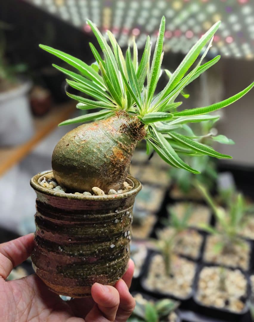 【発根済】グラキリス　良形　手乗り丸グラ　極上株　現地球