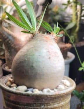 【発根済】グラキリス　良形　手乗り丸グラ　極上株　現地球