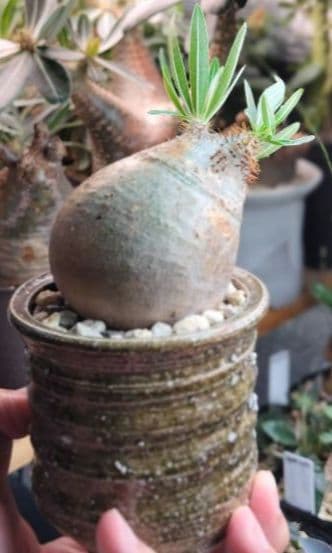 【発根済】グラキリス　良形　手乗り丸グラ　極上株　現地球