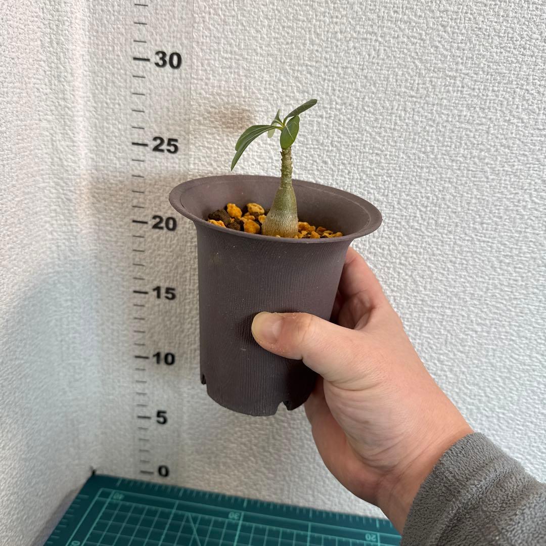 アデニウム　ソコトラナム (EU輸入株) No2