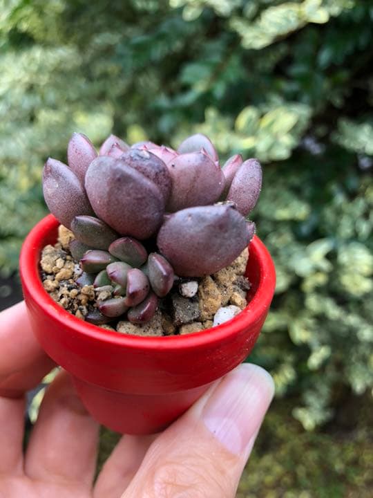多肉植物 ピンクルルビー♡抜き苗