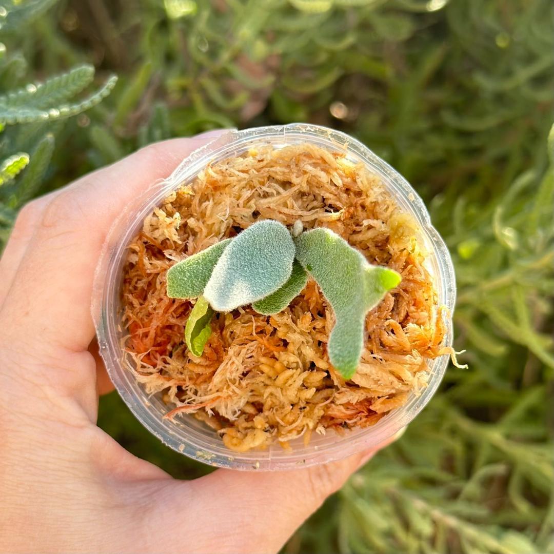 メルカリ便！P.willinckii ’Asurada’ Spore201