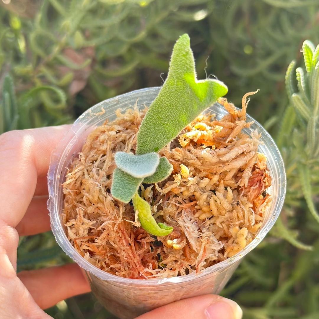 メルカリ便！P.willinckii ’Asurada’ Spore201