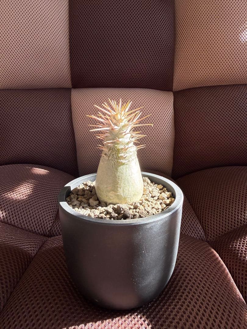 パキポディウム レアリー　実生　マセタの鉢ごと発送