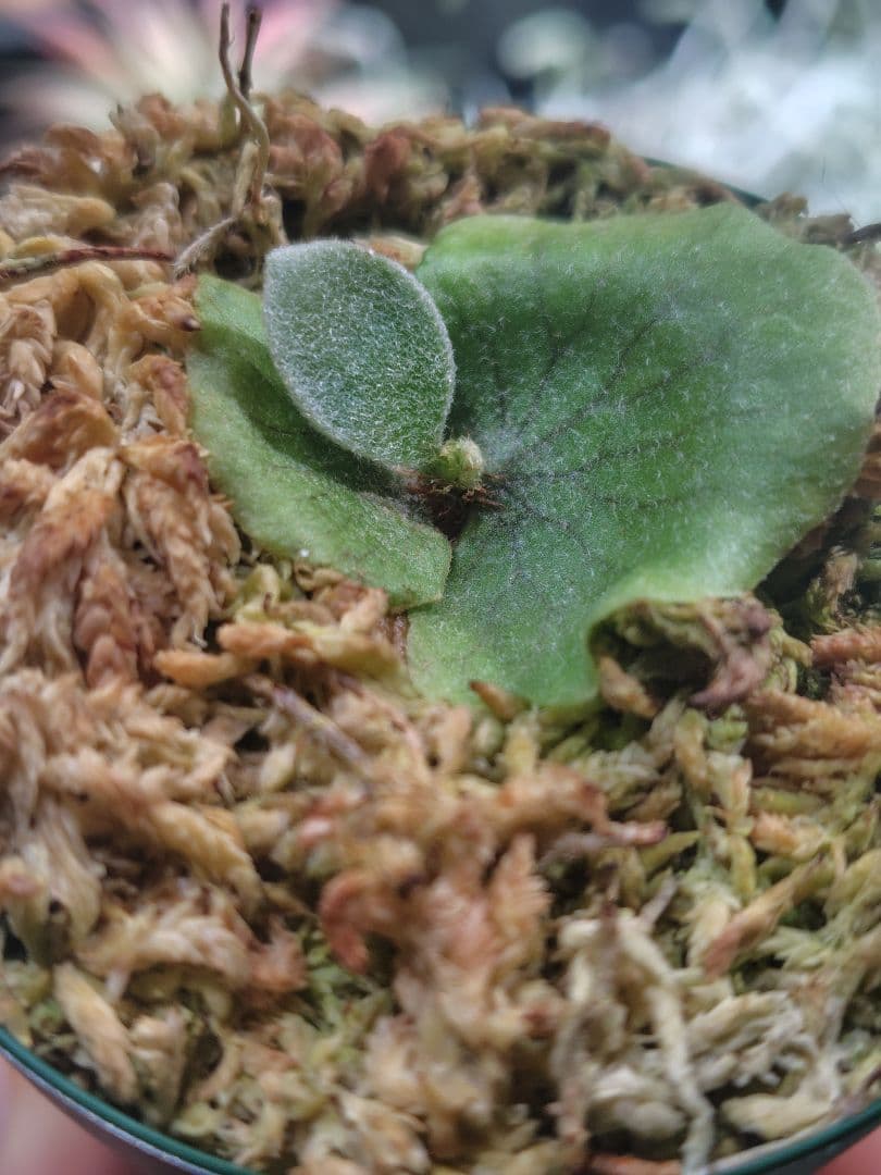 ビカクシダ　ぴょん吉