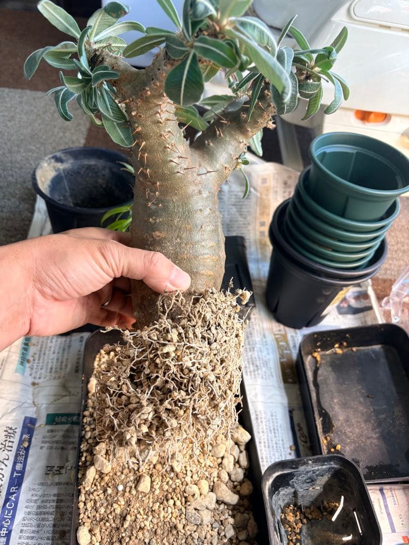 パキポディウムマカイエンセ塊根植物