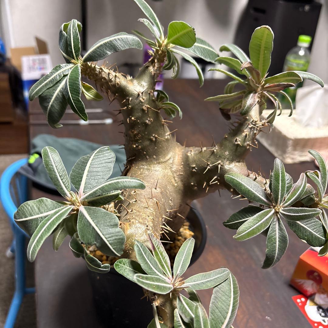 パキポディウムマカイエンセ塊根植物