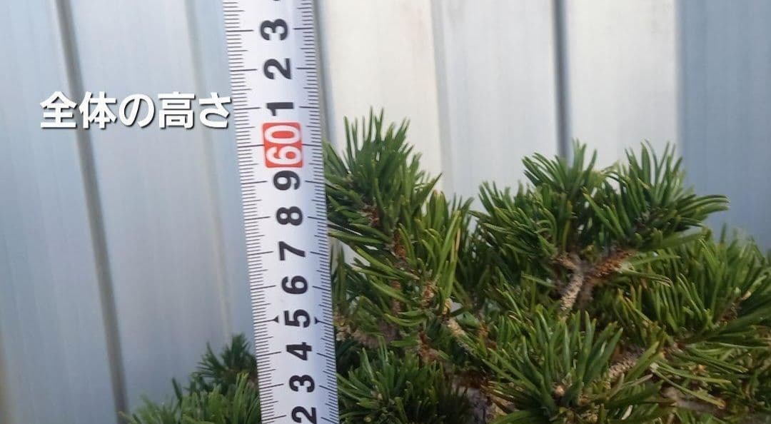 ※10月26日剪定後の写真3枚追加※ ●盆栽● ●寸消黒松● ●樹齢50年位●