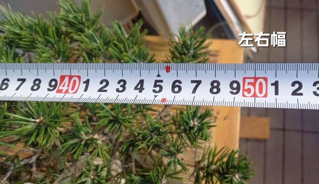 ※10月26日剪定後の写真3枚追加※ ●盆栽● ●寸消黒松● ●樹齢50年位●