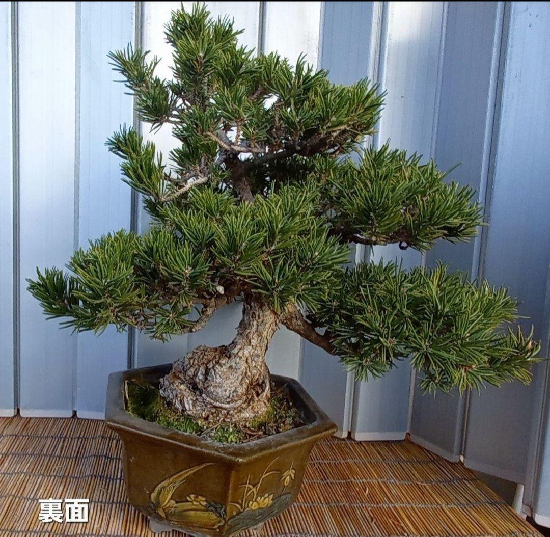 ※10月26日剪定後の写真3枚追加※ ●盆栽● ●寸消黒松● ●樹齢50年位●