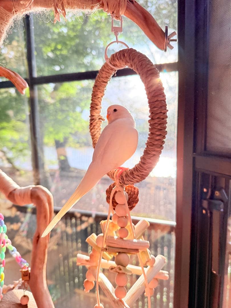 インコのおもちゃ 作品紹介