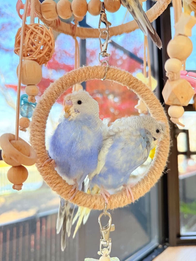 インコのおもちゃ 作品紹介