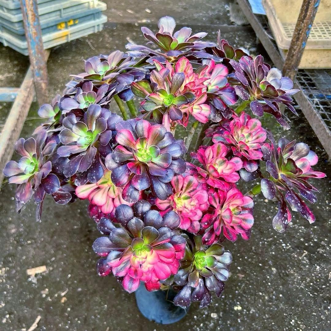 厳選‼️アエオニウム　シャネルレインボー　七彩ハーフ顔　株ごと　巨大株　抜き苗