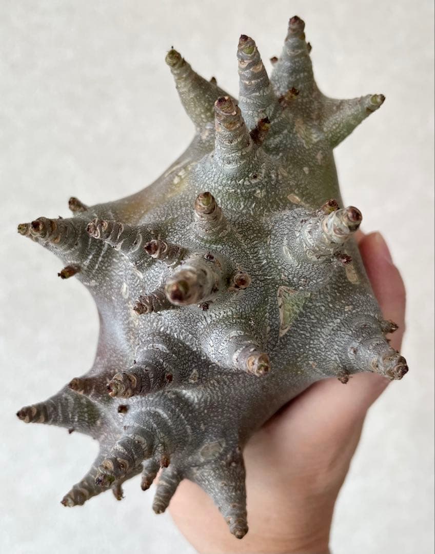 【激レア/ブラックスキン/ドワーフ/超極太 】アデニウム ガラメー ②