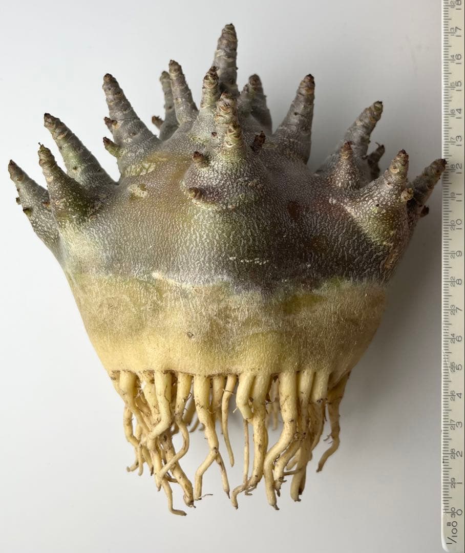 【激レア/ブラックスキン/ドワーフ/超極太 】アデニウム ガラメー ②