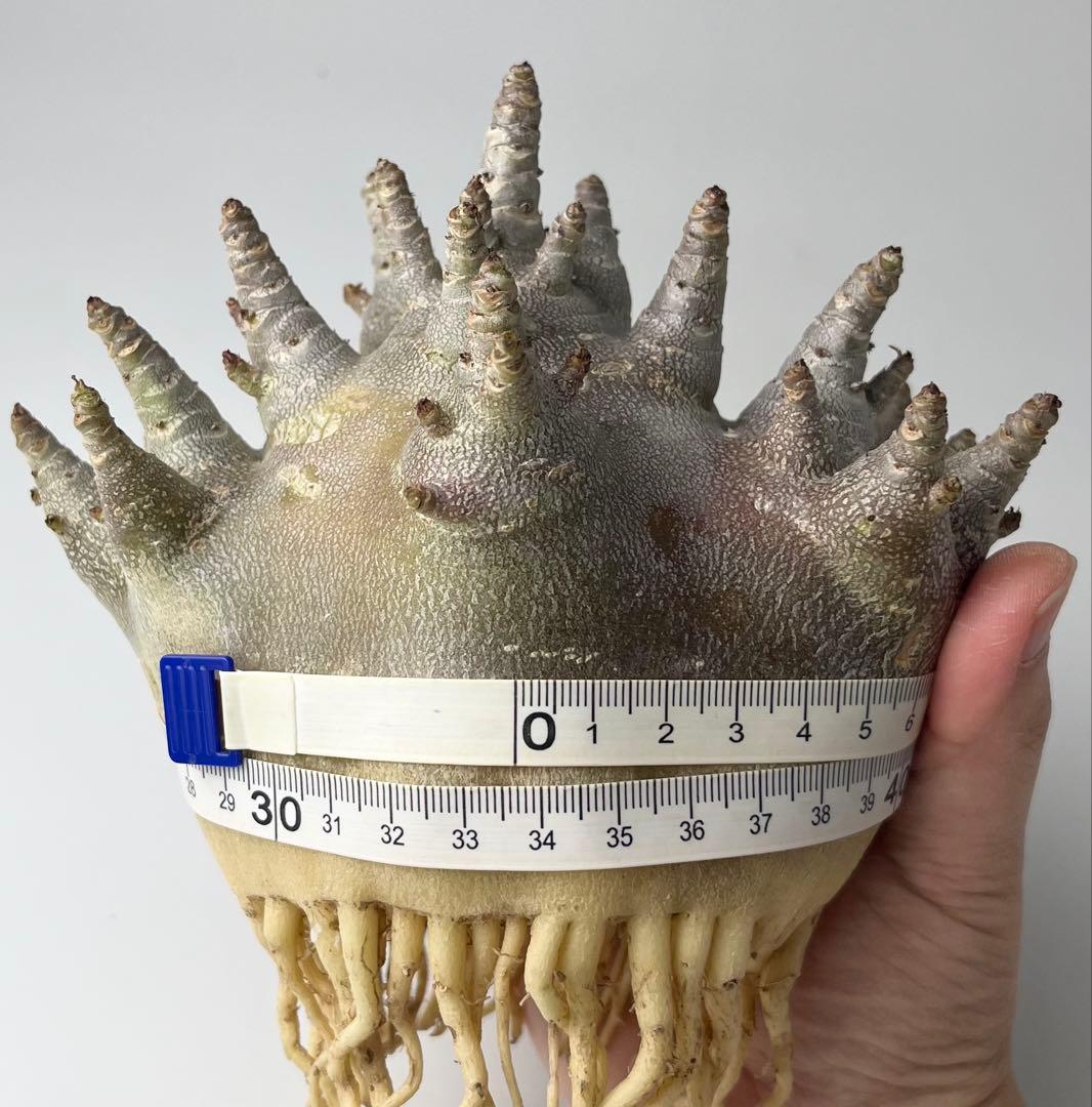 【激レア/ブラックスキン/ドワーフ/超極太 】アデニウム ガラメー ②