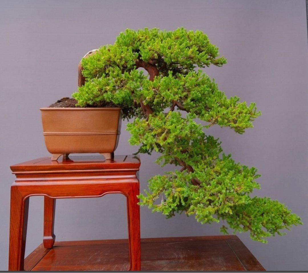 【ソナレ】盆栽　大懸崖　黒松　赤松　五葉松　真柏　大品