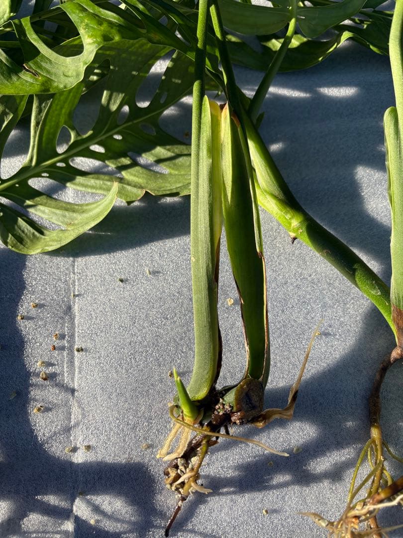 モンステラ エスケレート