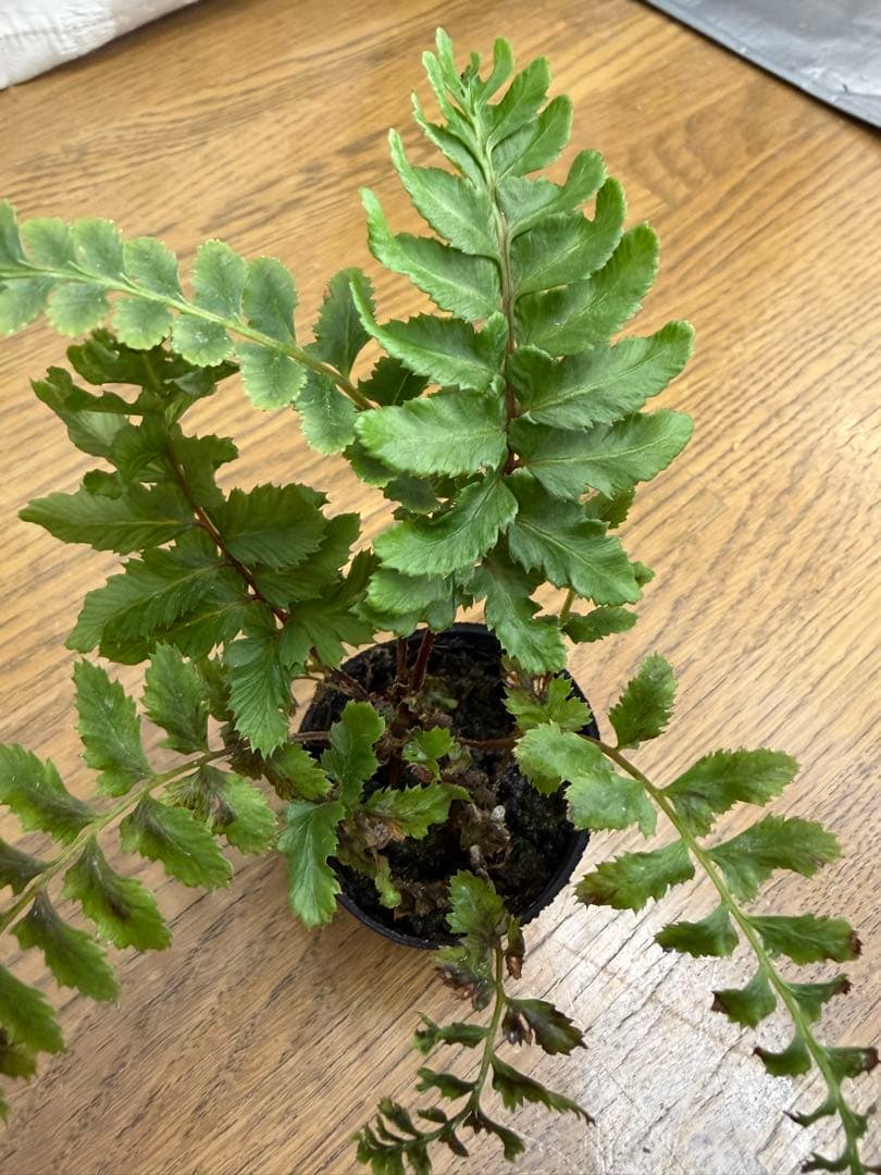 空*草様 ★ヘイケイヌワラビ　島根県産　胞子培養株