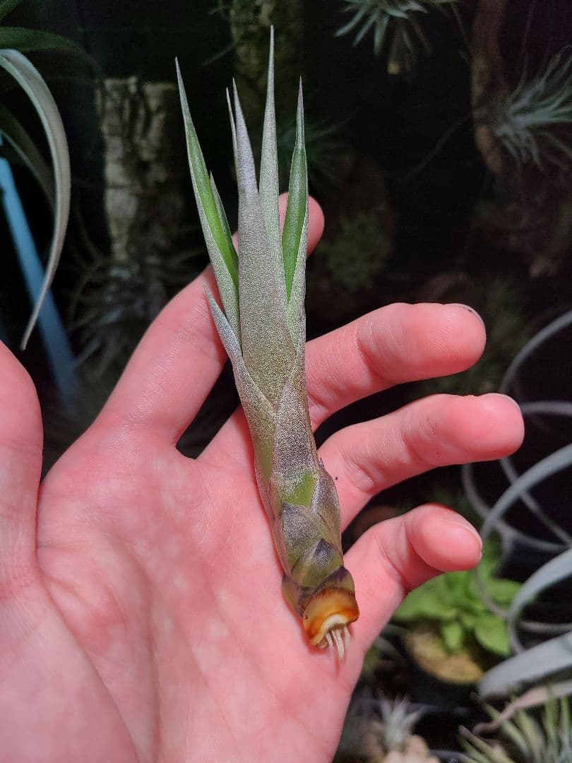 プルメリア ページ