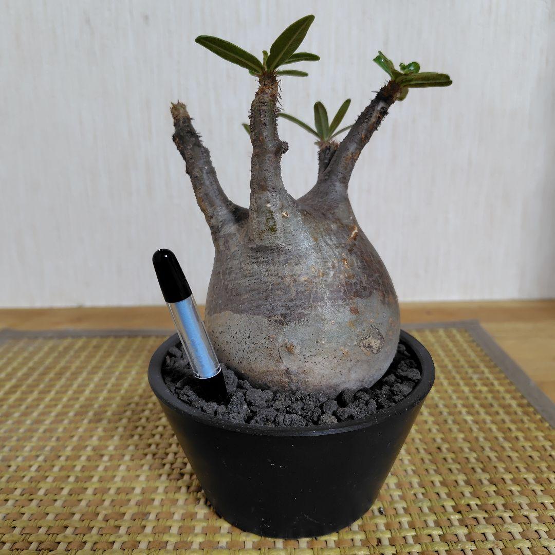 E*a様 パキポディウム グラキリス 中 現地球 コーデックス